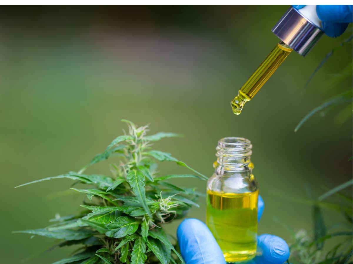 Legalização da cannabis no Havaí pode gerar até US$ 95 milhões mensais