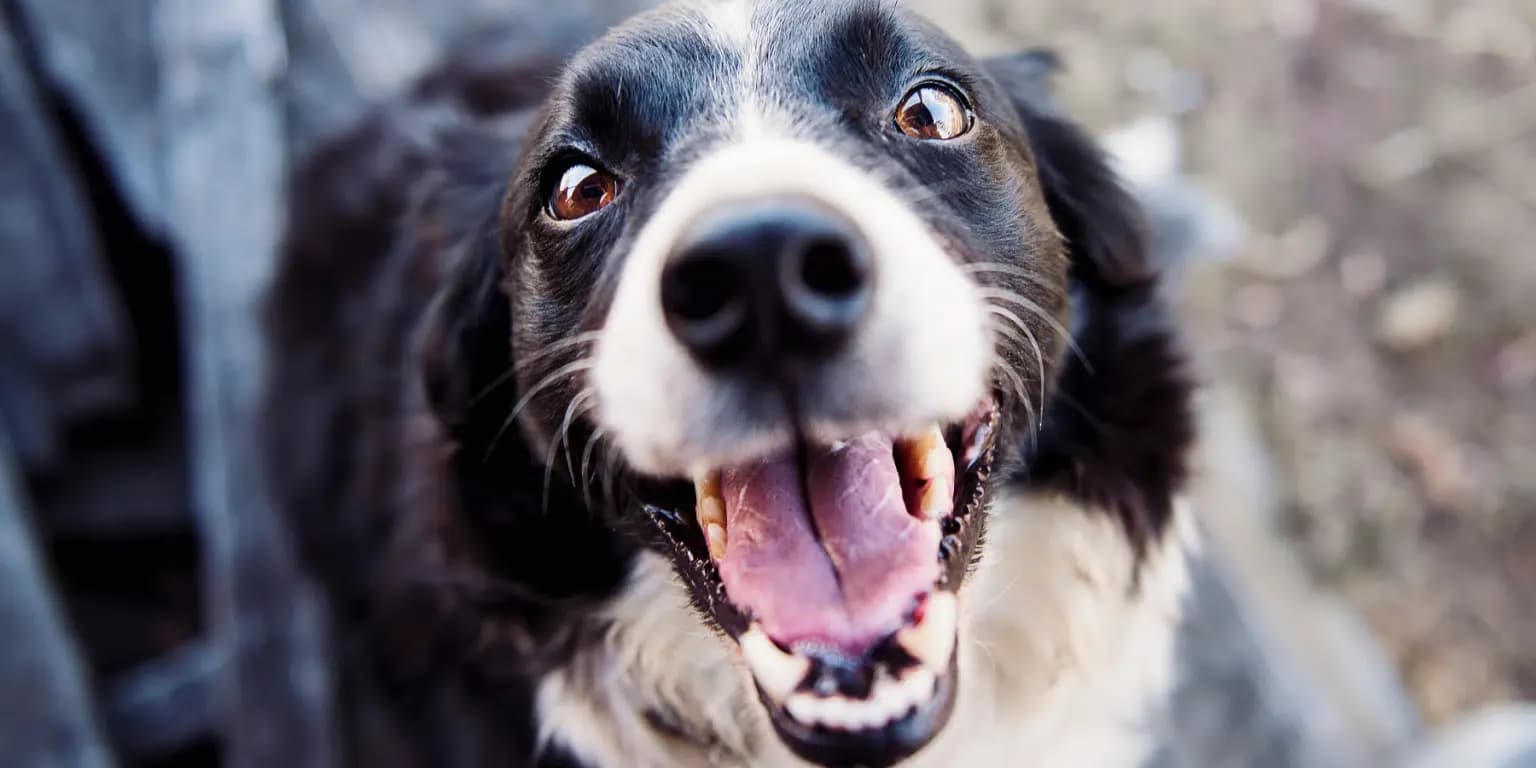Uso de cannabis para o tratamento da osteoartrite canina 