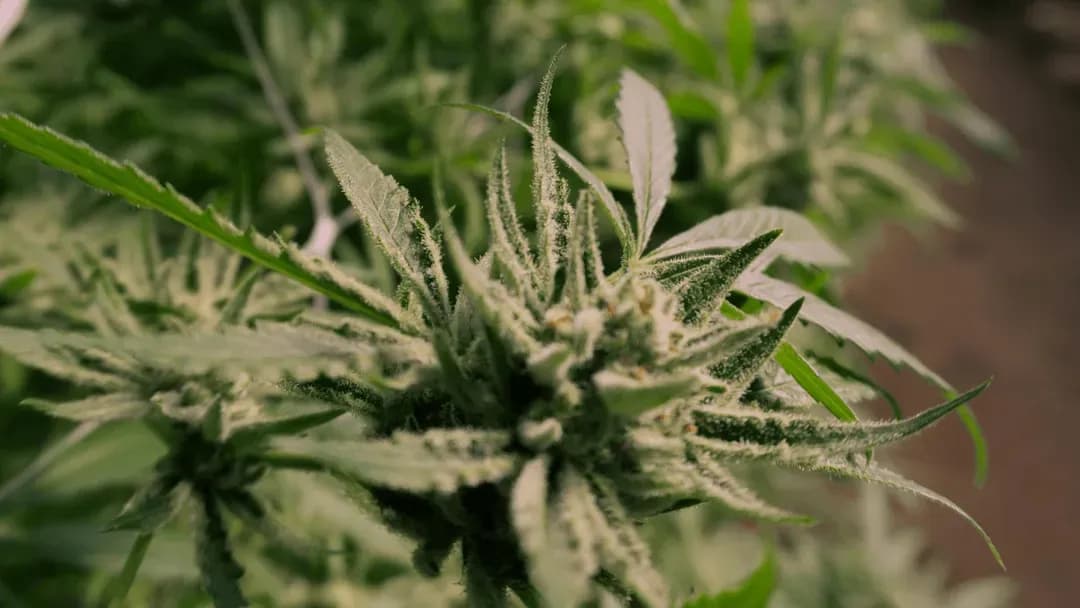 Uso ou dependência? O que a genética nos ensina sobre Cannabis e saúde mental 