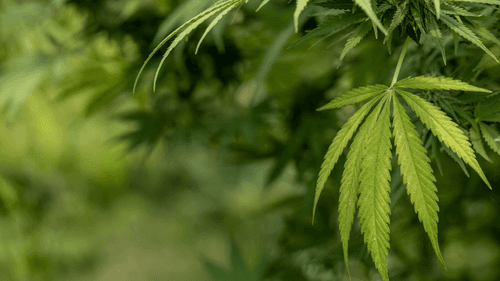 Omaha Tribe analyzes first application for cannabis cultivation license in Nebraska