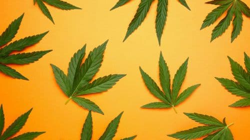 Deusa Cast discusses update of RDC 660 and access to medical cannabis in Brazil