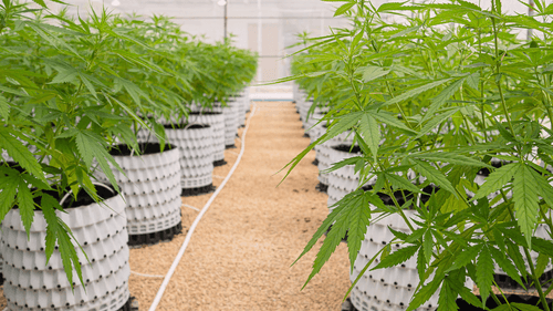 Legalização da cannabis no Havaí pode gerar até US$ 95 milhões mensais.. 