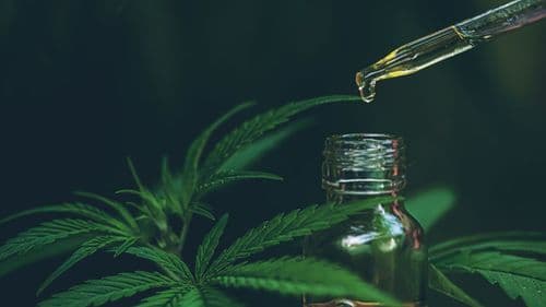 Novo óleo full spectrum com alta concentração de THC amplia opções terapêuticas no Brasil 
