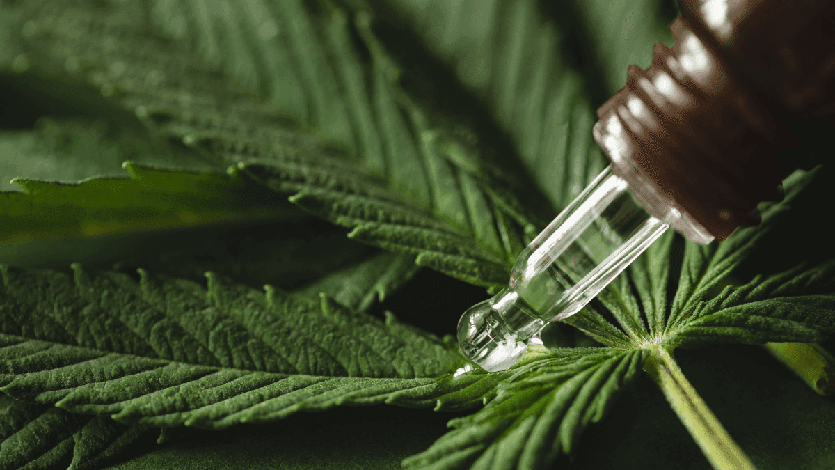 Do cultivo ao paciente: os bastidores da segurança e qualidade dos produtos à base de cannabis no Brasil