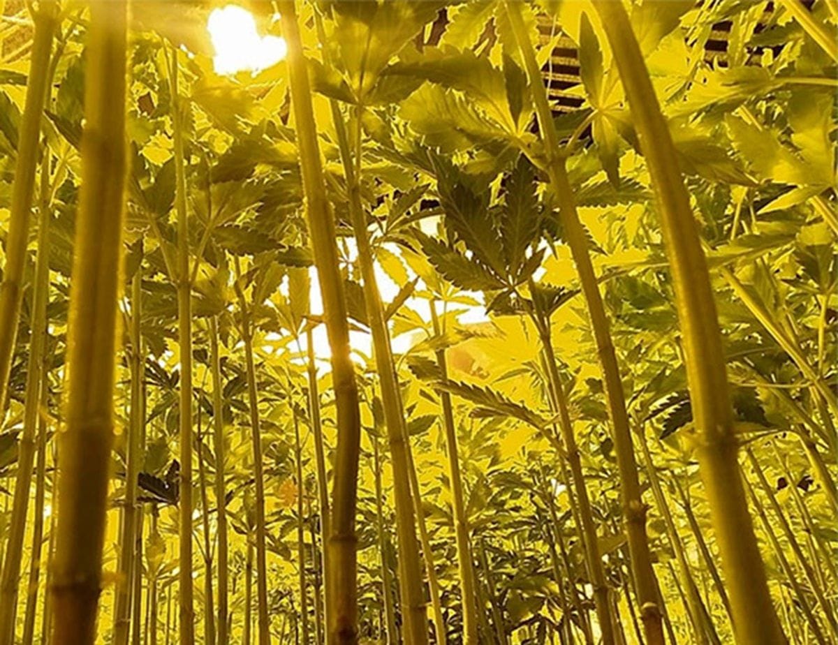 A história da cannabis: da medicina tradicional à legalização
