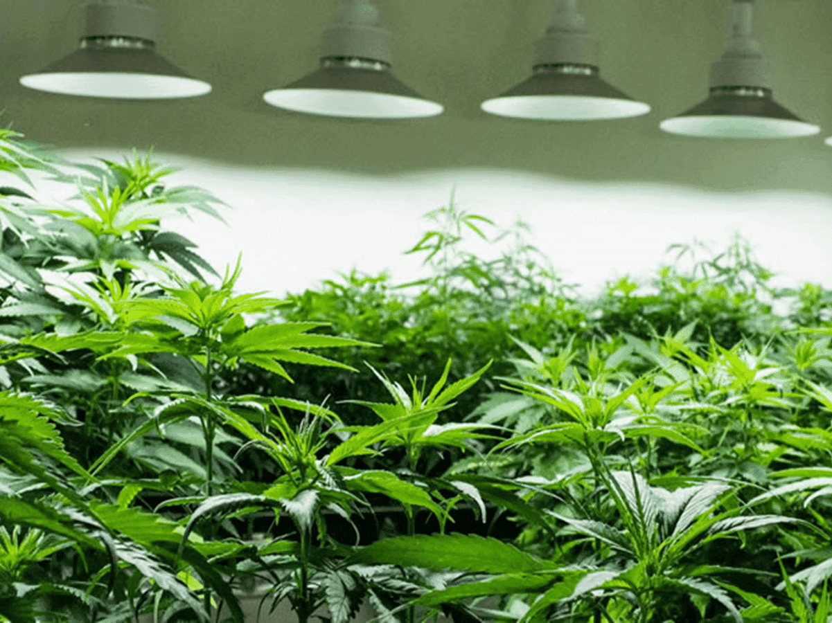 O Cenário atual dos Habeas Corpus para cultivo de cannabis no Brasil !
