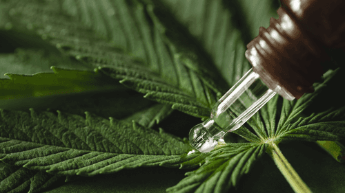 Do cultivo ao paciente: os bastidores da segurança e qualidade dos produtos à base de cannabis no Brasil