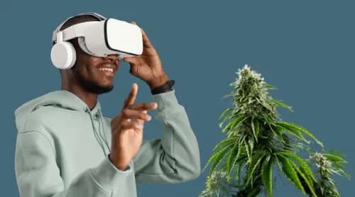 Tecnologia a favor do mercado da cannabis