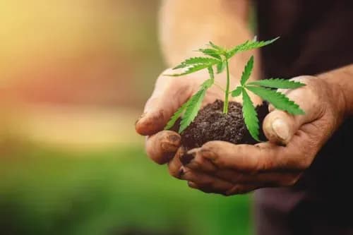 A história da cannabis: da medicina tradicional à legalização!!!
